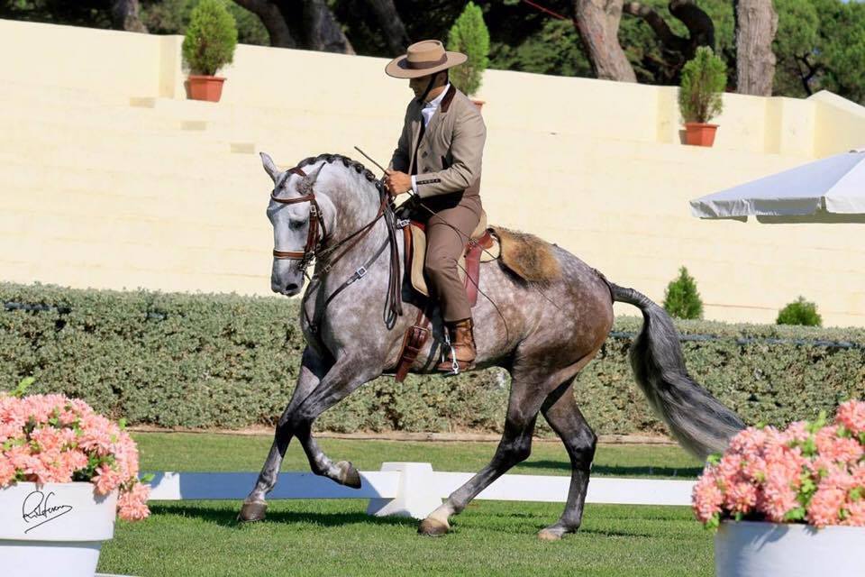 Lusitano Horse riding centre