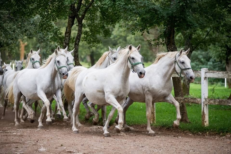 Lipica Horse Stud Farm, Slovenia